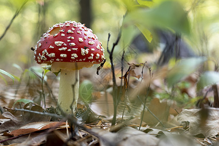 林性有毒的不可食食用蘑菇 具有森林性质公园菌类魔法地面宏观伞菌毒蝇植物生物学侏儒图片
