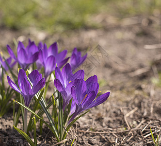 2021年春花园的藏红花鳄鱼晴天宏观紫丁香野花植物红花蓝色花园草地紫色背景图片
