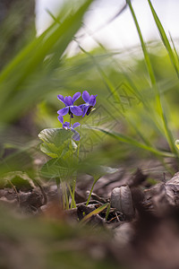 乌克兰 基辅  2021年4月21日 野生维奥拉花朵花园中提琴树叶木头植物群宏观植物叶子荒野森林图片