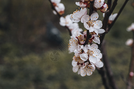 乌克兰基辅 2014年4月 城市普拉姆的闪光季节水果树木宏观花瓣荒野植物群植物学公园李子图片