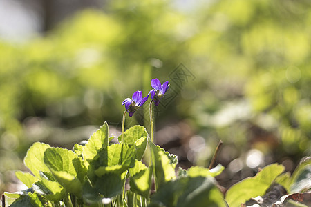 乌克兰 基辅  2021年4月21日 野生维奥拉花朵树叶植物学叶子花园野花荒野木头紫色宏观草本植物图片