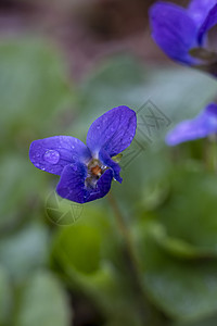 野生森林花朵近身摄影植物学植物群花园中提琴季节绿色荒野野花植物宏观图片