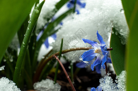 2020年3月22日初春花和下雪红花植物群季节植物学叶子森林宏观野花生长花园图片