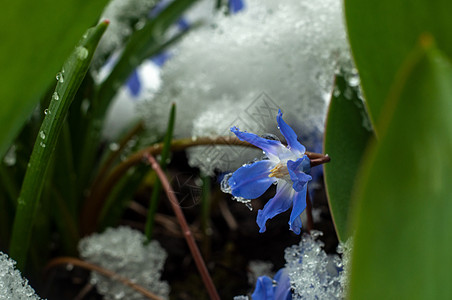 2020年3月22日初春花和下雪植物学蓝色植物群森林花园宏观季节花瓣植物红花图片