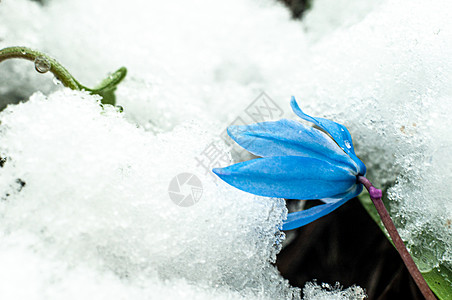 2020年3月22日初春花和下雪花瓣红花植物群花园野花季节脆弱性草地叶子宏观图片