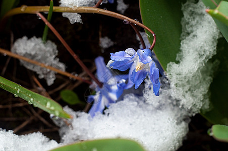 2020年3月22日初春花和下雪花园花瓣季节植物学野花脆弱性植物叶子生长森林图片