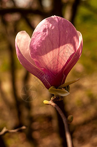 Magnolia树花公园紫色生长花朵大花花园植物叶子季节花瓣图片