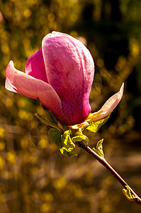 Magnolia树花季节紫色公园阳光大花花瓣花朵植物群植物花园图片