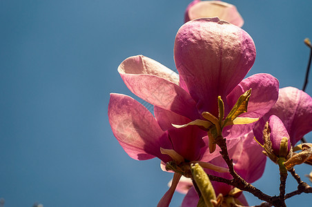 Magnolia树花阳光大花植物公园生长花园花朵叶子季节紫色图片