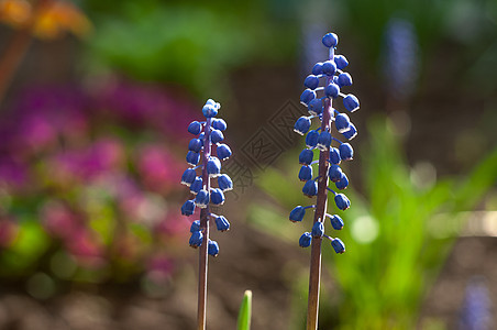 花园里的葡萄粒Hyacinth图片