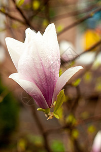 番茄木兰花鲜花特制摄影植物玉兰雌蕊园艺公园花瓣紫色植物群季节照片图片