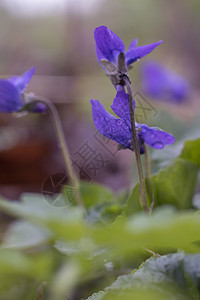 野生森林花朵近身摄影荒野花园季节野花植物学紫色植物植物群绿色中提琴图片