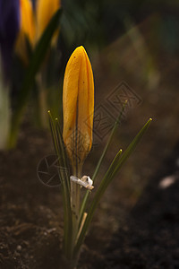 2021年4月的春天 在花园里的藏红花鳄鱼季节小时叶子紫丁香紫色植物群晴天野花红花植物图片