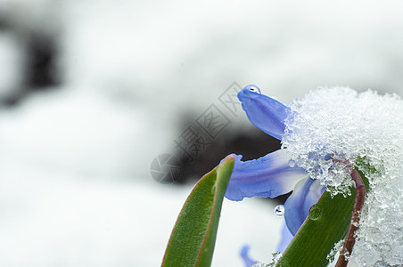 2020年3月22日初春花和下雪叶子红花花园季节蓝色野花森林脆弱性生长植物群图片