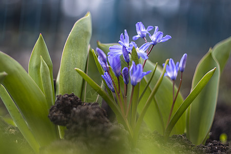 白雪的光辉春春春花 紧贴的鲜花摄影花瓣绵毛季节紫色植物群宏观叶子灯泡甲壳虫花园图片