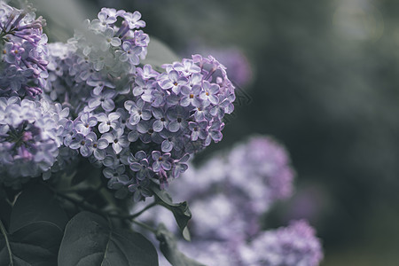 百合花的盛开 一束漂亮的丽拉特拍摄影图片