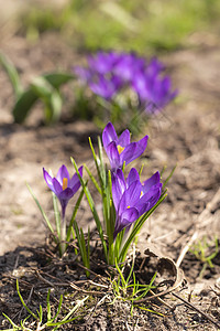2021年春花园的藏红花鳄鱼公园紫丁香红花晴天季节植物群紫色蓝色草地叶子背景图片