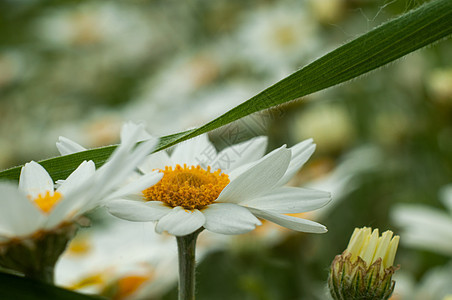 野蓝甘菊花贴近 背景摄影模糊不清草本植物香气荒野花朵洋甘菊晴天草地野花宏观雏菊图片