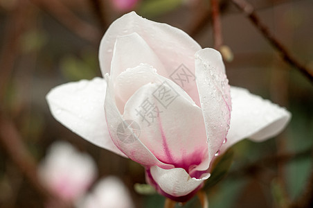 番茄木兰花鲜花特制摄影季节植物群花园雌蕊照片植物学宏观生长紫色植物图片