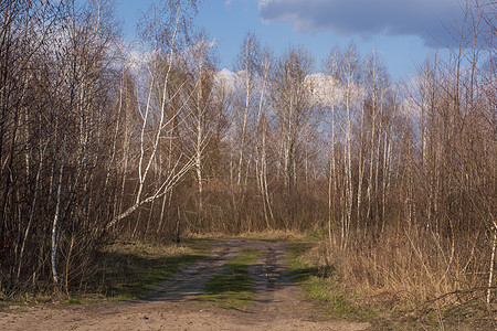 基辅乌克兰附近小林林林中的森林道路 2021年4月8日小路木头环境风景途径阳光国家叶子植物晴天图片