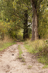 乌克兰 基辅     2020年10月3日 湖边森林中的步行道路远足季节国家小路木头树木公园环境农村风景图片