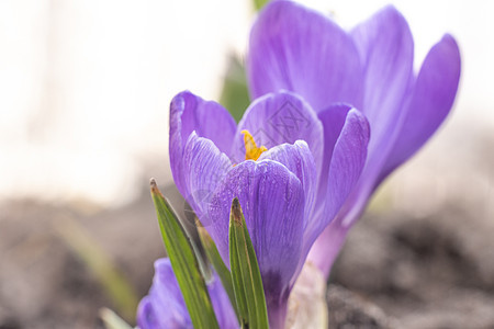 2021年春花园的藏红花鳄鱼叶子宏观植物紫丁香蓝色花园紫色季节晴天野花图片