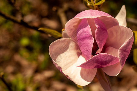 Magnolia树花公园叶子植物群植物花瓣大花季节花朵紫色植物学图片