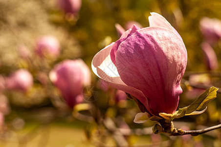 Magnolia树花植物群叶子季节公园阳光植物花园花瓣植物学花朵图片