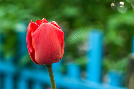 郁金花春花季节背景植物群花瓣粉色郁金香花朵活力植物公园图片