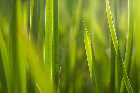 宏观干净的新鲜的绿草照片生态叶子草地植物群花园草本植物场地植物生长环境图片