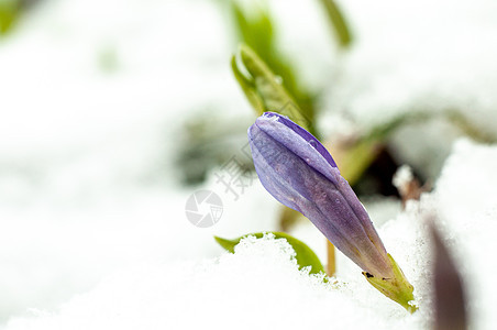 2020年3月22日初春花和下雪草地植物群宏观植物学植物花瓣叶子脆弱性森林蓝色图片