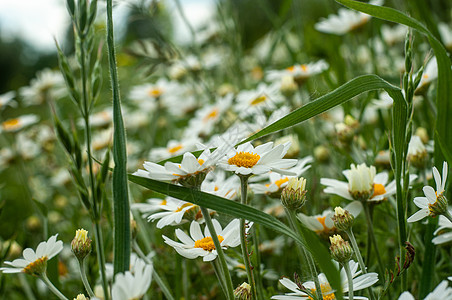 野蓝甘菊花贴近 背景摄影模糊不清植物群季节野花洋甘菊晴天植物学花园香气草地荒野图片