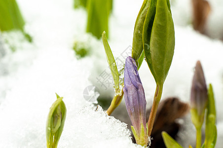 2020年3月22日初春花和下雪叶子蓝色植物森林脆弱性生长草地紫色野花季节图片