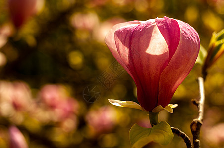 Magnolia树花花园植物群叶子公园花朵生长阳光大花植物学花瓣图片