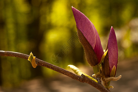 Magnolia树花花瓣公园紫色季节叶子生长花朵植物学阳光花园图片