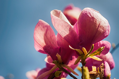 Magnolia树花植物群公园叶子花朵植物花瓣阳光植物学生长大花图片