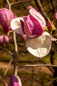 Magnolia树花花园花瓣植物群紫色花朵叶子植物生长季节公园图片