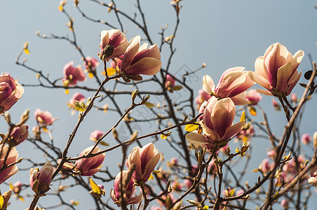Magnolia树花季节叶子花朵阳光紫色植物学生长植物群植物公园图片