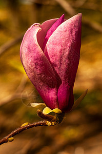 Magnolia树花紫色植物学花朵生长植物花瓣公园季节阳光花园图片