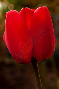 郁金花春花季节活力公园粉色花朵郁金香花瓣太阳植物群背景背景图片