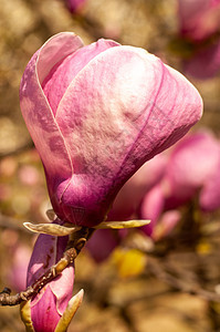 Magnolia树花花园季节植物群大花叶子植物花朵公园阳光植物学图片