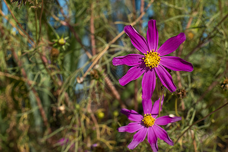 在小型城市花园中花朵繁花植物学植物花瓣季节叶子森林红花草地公园植物群图片
