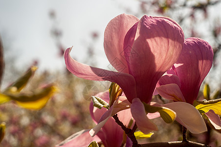 Magnolia树花阳光公园大花花朵植物花园植物群季节花瓣叶子图片