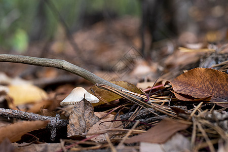 一种森林性有毒的不可食用蘑菇森林植物学毒菌季节植物地面死亡公园食物伞菌图片
