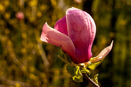 Magnolia树花植物阳光植物学花朵花园叶子公园植物群生长季节图片