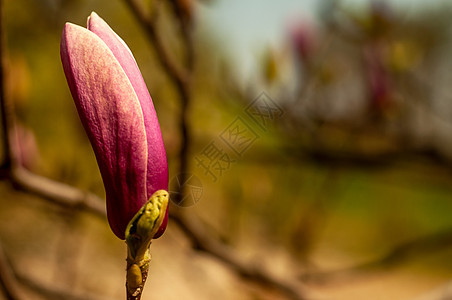 Magnolia树花植物群紫色阳光植物学季节叶子花园花朵生长花瓣图片