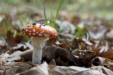 林性有毒的不可食食用蘑菇 具有森林性质宏观植物危险毒蝇地面魔法侏儒公园季节生物学图片