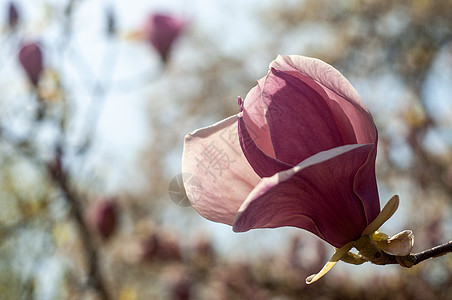 Magnolia树花阳光植物学植物群紫色生长大花叶子花朵花园花瓣图片