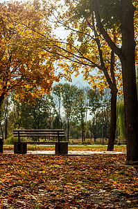 乌克兰2019 年 10 月 11 日 Colorfull 落树在罗斯河附近的小公园小路长椅花园风景椅子橙子城市森林阳光树叶图片