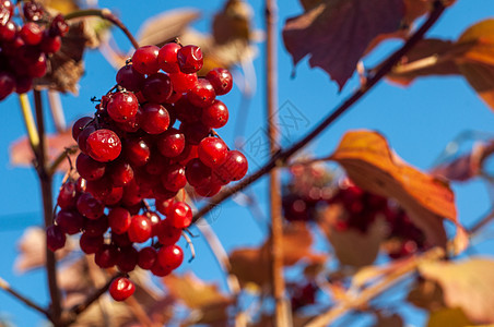 盖尔德玫瑰的红莓 维伯南 特端选择性焦点bokeh背景水果植物草本植物叶子宏观灌木收成植物群森林季节图片